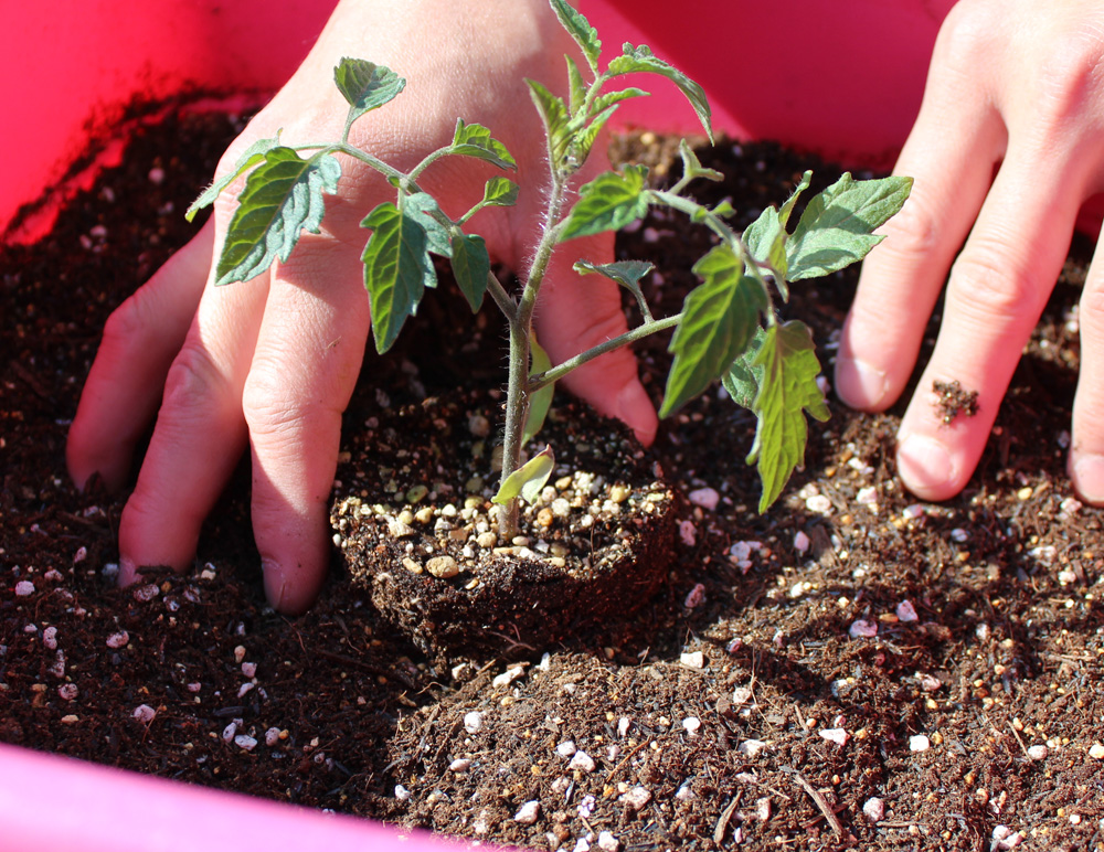 植え 方 トマト の ミニ 【畑／トマト】『寝かせ植え』で丈夫に育ち収穫量アップを試みます