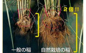 木村式自然栽培と一般の稲との根っこの違い
